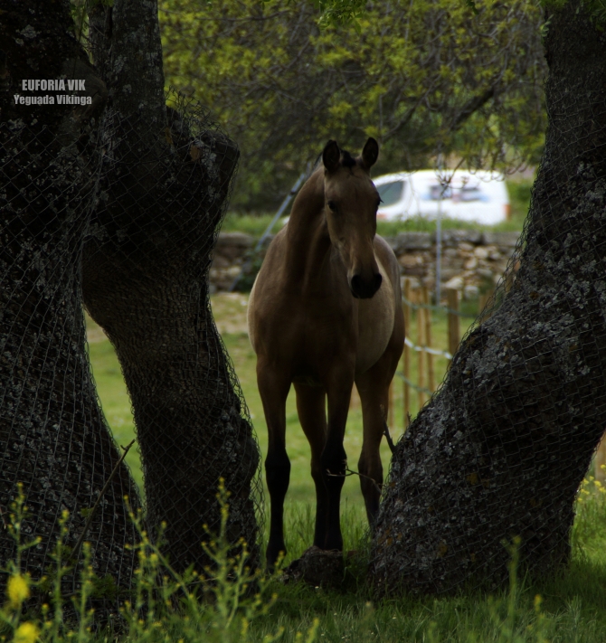 SOLD Euforia VIK - Top class dark buckskin filly - Vikinga Sales & Breeding