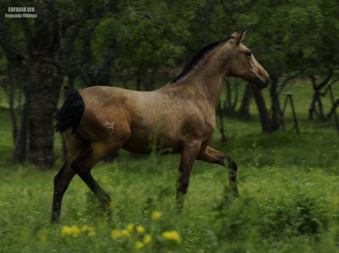  - Vikinga Sales & Breeding