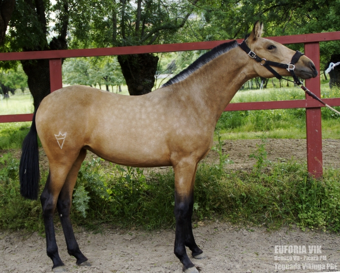  - Vikinga Sales & Breeding