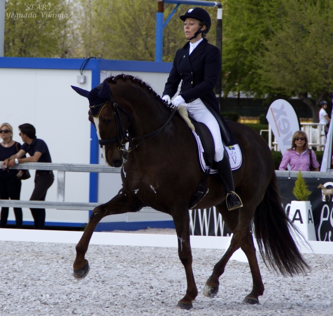 Start's second GP CDN***  Madrid - Vikinga Sales & Breeding