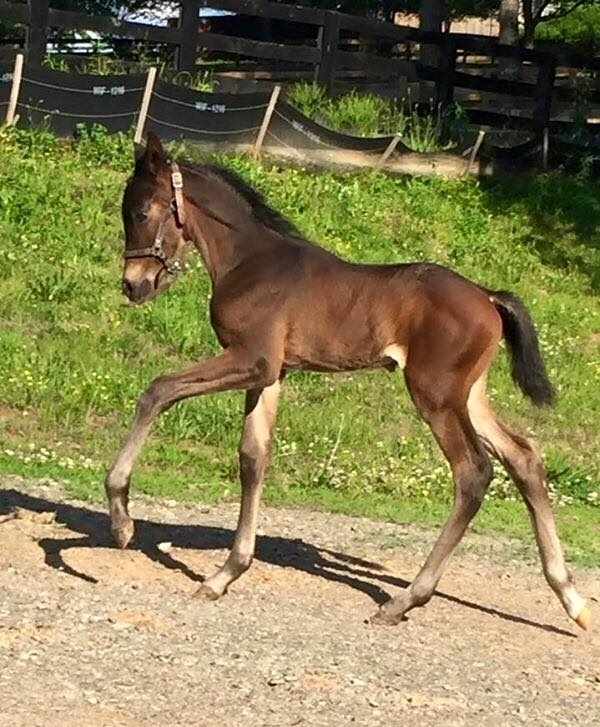 Asterion - Dark bay PRE colt - Vikinga Sales & Breeding