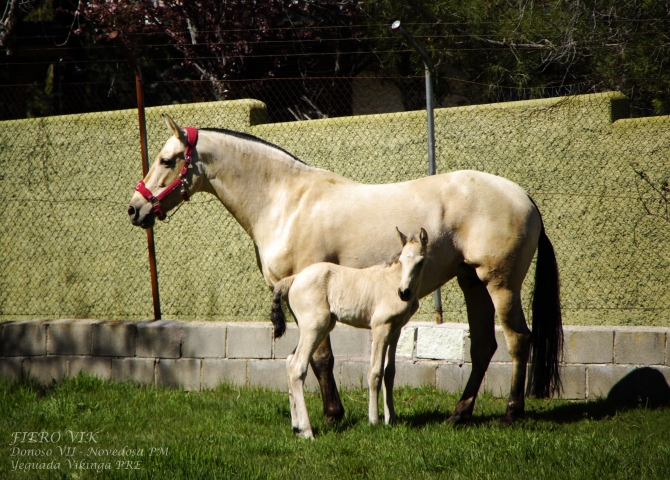  - Vikinga Sales & Breeding