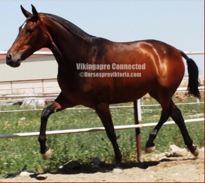  - Vikinga Sales & Breeding