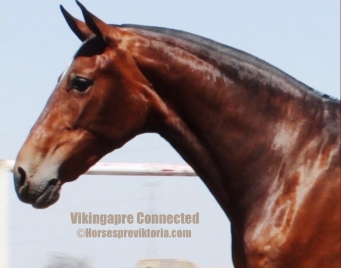  - Vikinga Sales & Breeding