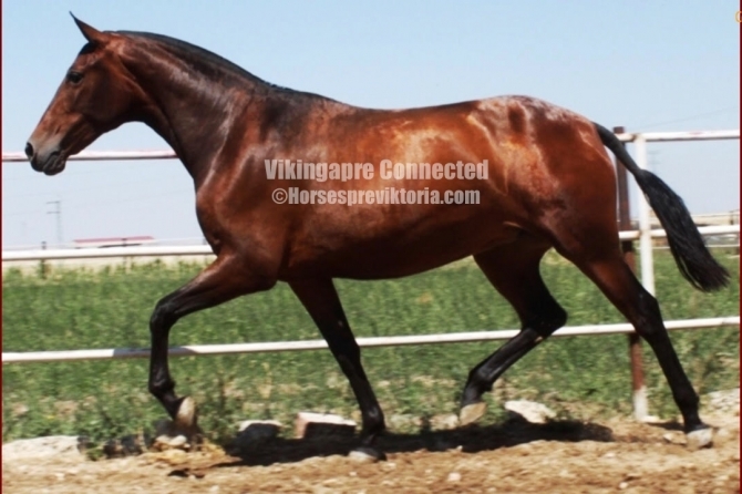  - Vikinga Sales & Breeding