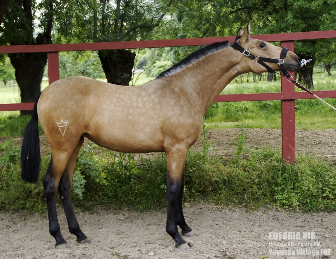 Euforia sold to Finland - Vikinga Sales & Breeding