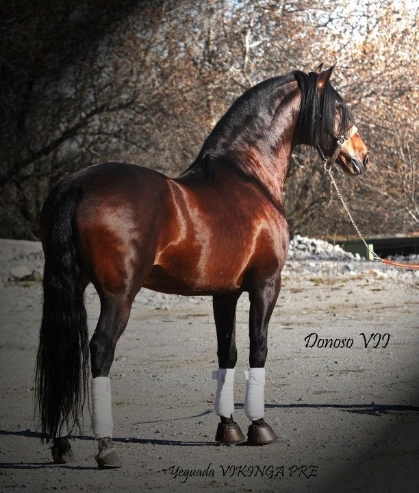  - Vikinga Sales & Breeding