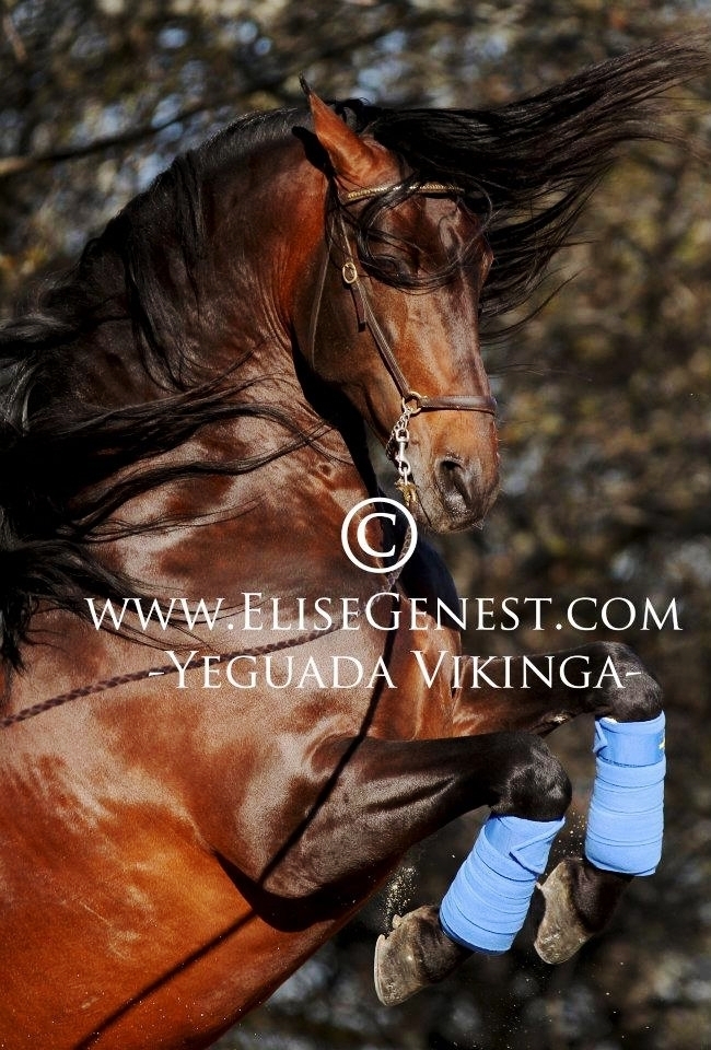  - Vikinga Sales & Breeding