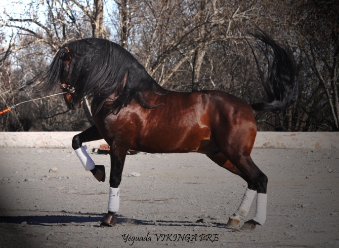  - Vikinga Sales & Breeding