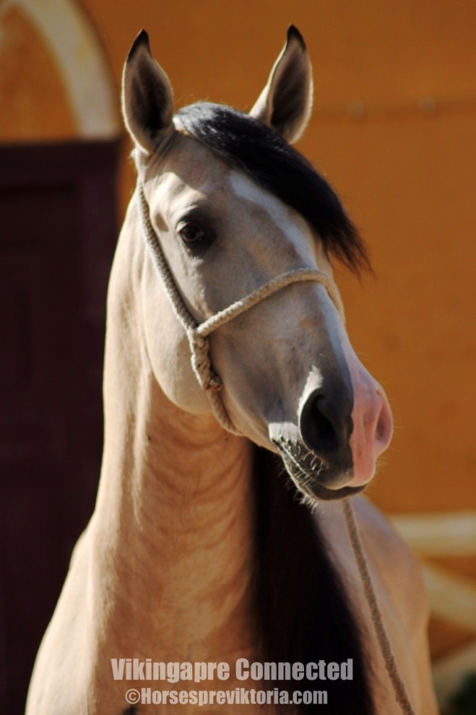  - Vikinga Sales & Breeding