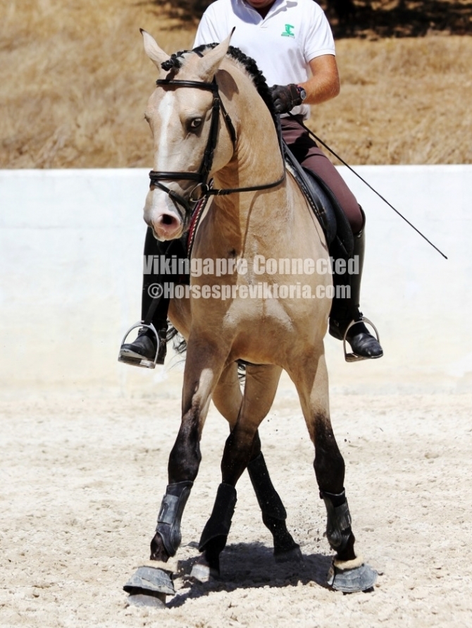 TID - Calificado Advanced level PSLusitano - Vikinga Sales & Breeding