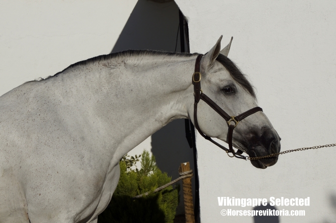 ZUC - Advanced PRE gelding - Vikinga Sales & Breeding