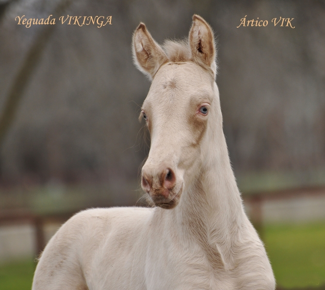  - Vikinga Sales & Breeding