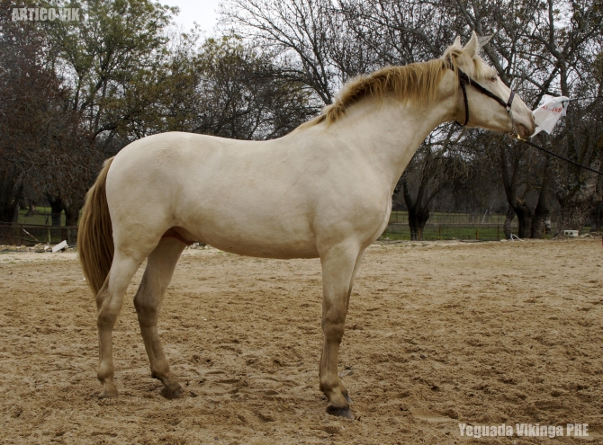  - Vikinga Sales & Breeding