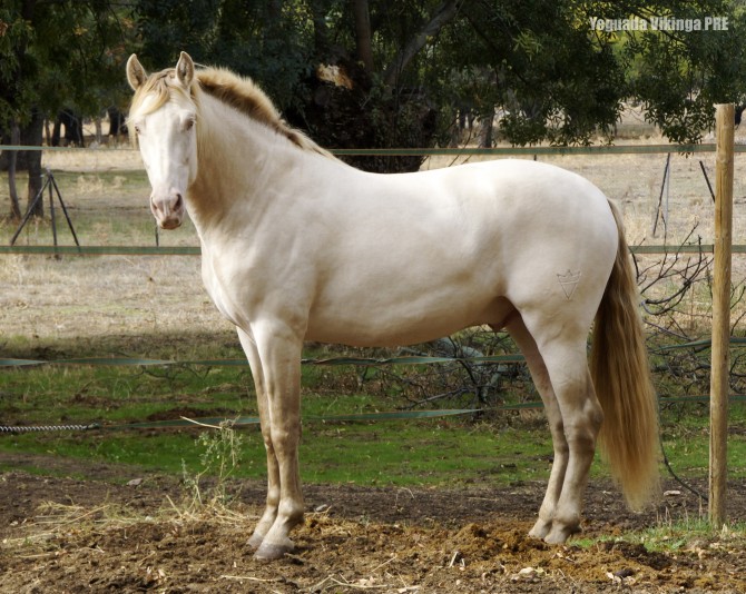  - Vikinga Sales & Breeding