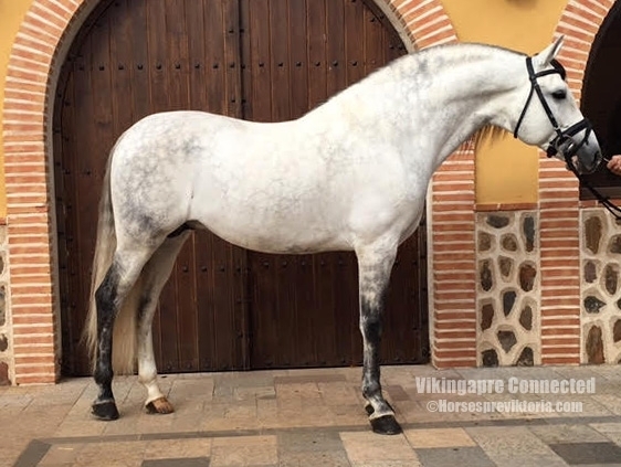 ETC - Advanced dressage PRE stallion - Vikinga Sales & Breeding
