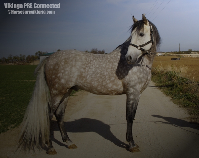  - Vikinga Sales & Breeding