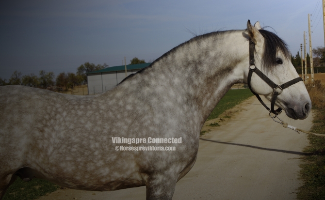  - Vikinga Sales & Breeding