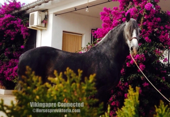 MAN - Athletic PRE for dressage and breeding - Vikinga Sales & Breeding