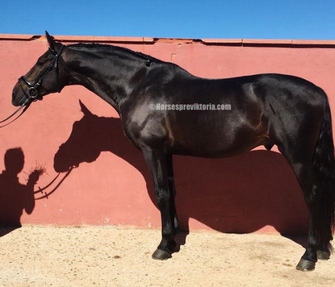 PRE gelding for dressage and pleasure - Vikinga Sales & Breeding