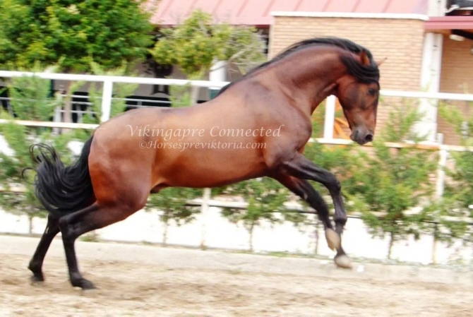  - Vikinga Sales & Breeding