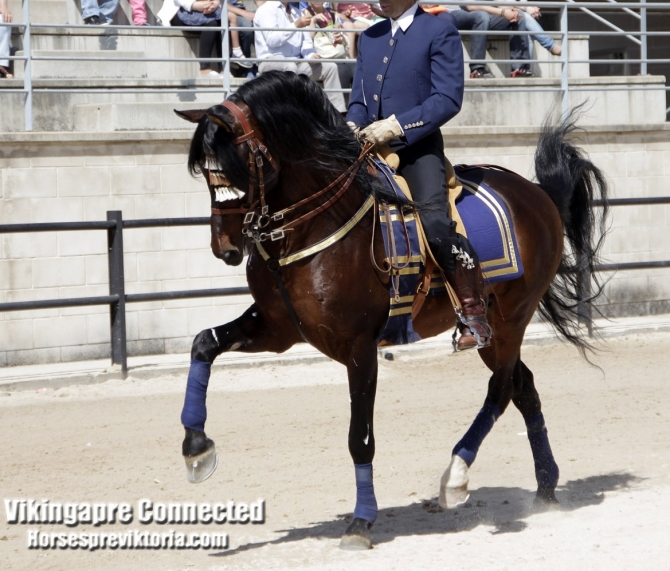 Grand Prix Schoolmaster PRE - Vikinga Sales & Breeding