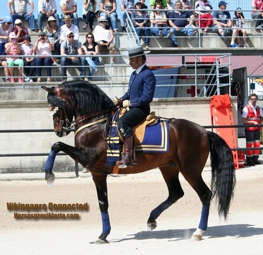  - Vikinga Sales & Breeding