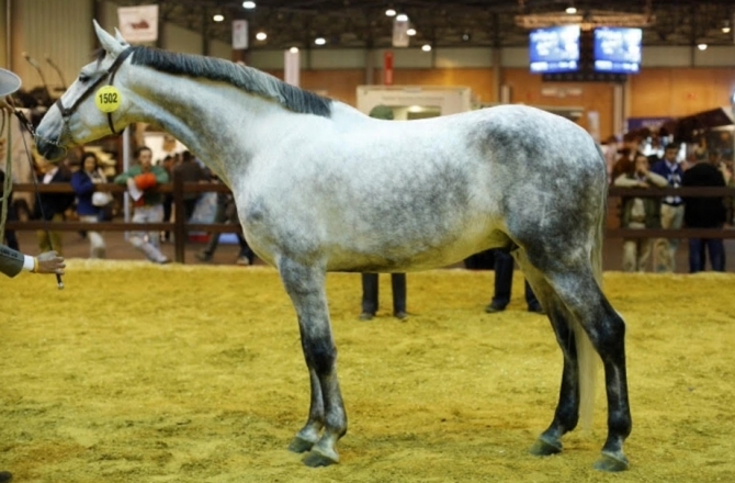  - Vikinga Sales & Breeding