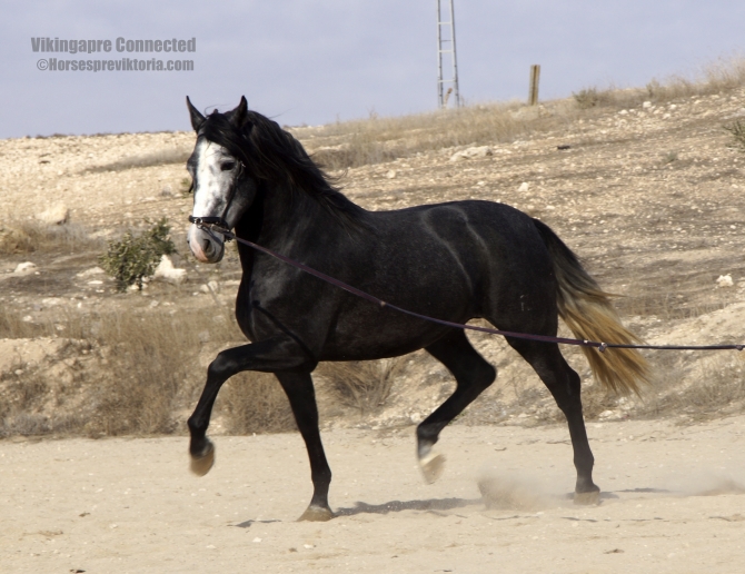 Young dressage/championship prospect - Vikinga Sales & Breeding