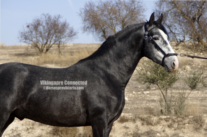  - Vikinga Sales & Breeding