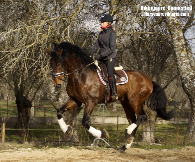 Athletic PRE made for dressage - Vikinga Sales & Breeding