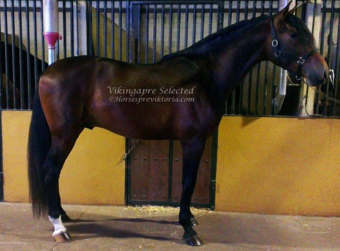 CAN - Super dressage talent PRE - Vikinga Sales & Breeding