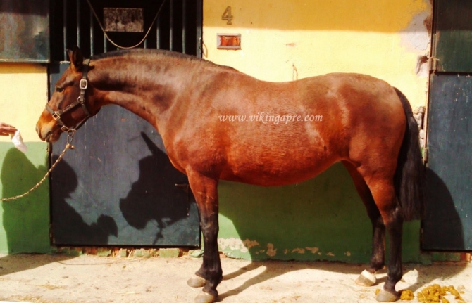 Bay broodmare born 2009 165 cm - Vikinga Sales & Breeding
