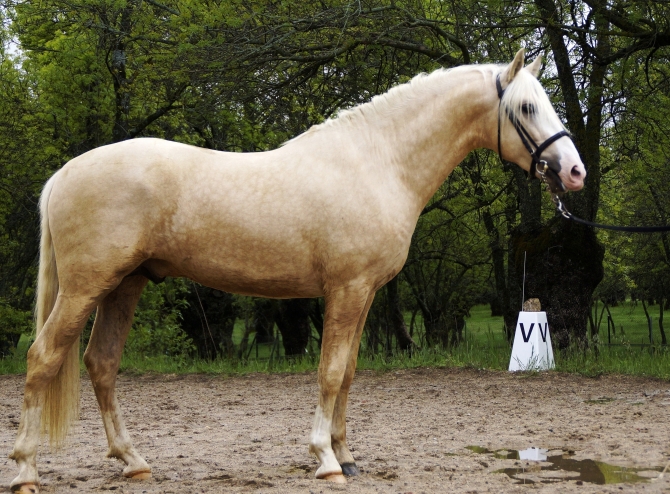Palomino stallion born 2013 - Vikinga Sales & Breeding