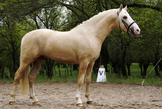  - Vikinga Sales & Breeding