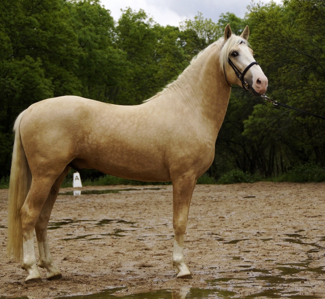  - Vikinga Sales & Breeding