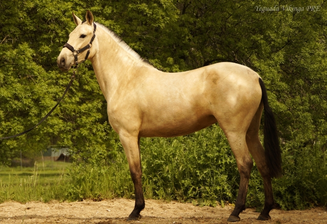 CHULA VIK - Vikinga Sales & Breeding