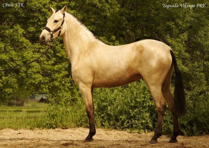 SOLD - Chula VIK - Pure PM Buckskin APTO mare - Vikinga Sales & Breeding