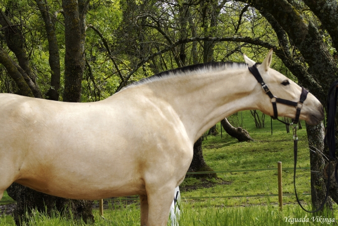  - Vikinga Sales & Breeding