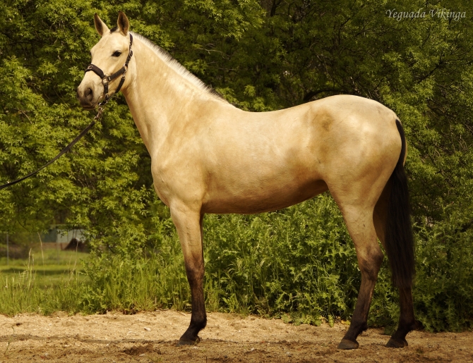  - Vikinga Sales & Breeding