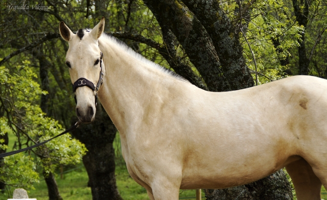  - Vikinga Sales & Breeding