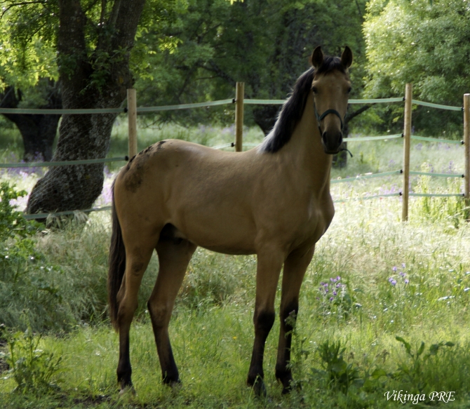  - Vikinga Sales & Breeding