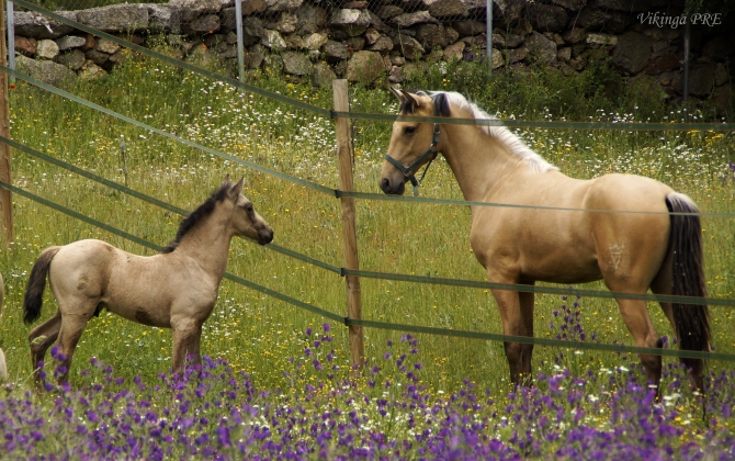  - Vikinga Sales & Breeding