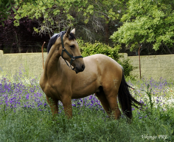  - Vikinga Sales & Breeding