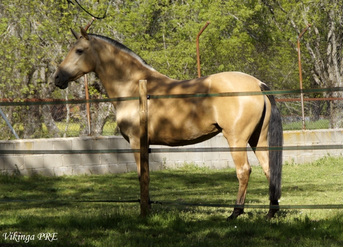  - Vikinga Sales & Breeding