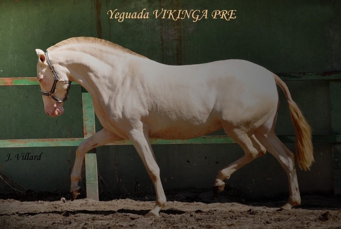  - Vikinga Sales & Breeding