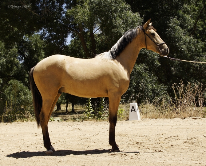 Top class Donoso VII colt for sale - Vikinga Sales & Breeding