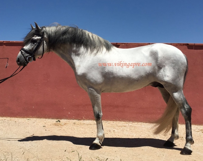  - Vikinga Sales & Breeding