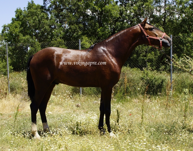  - Vikinga Sales & Breeding