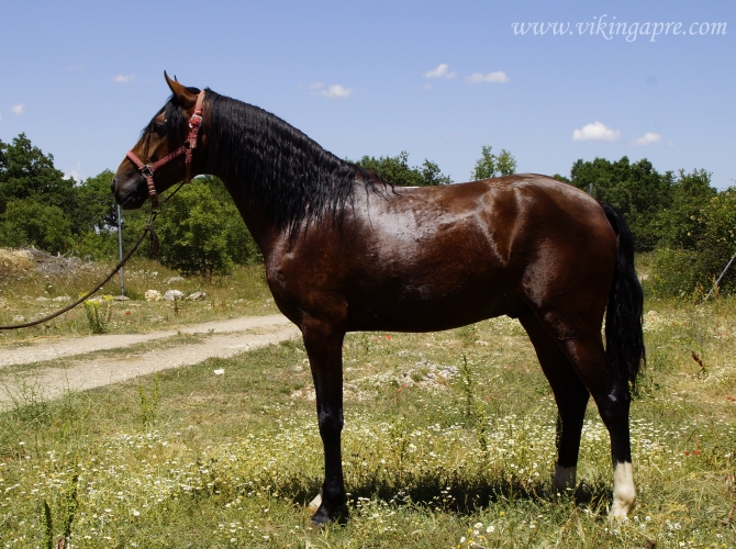  - Vikinga Sales & Breeding